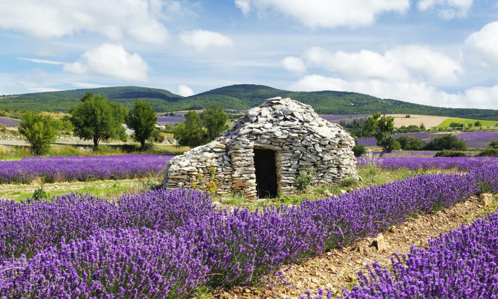 lavender field and cloudy sky, France